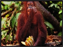 Banany, Małpa, Orangutan